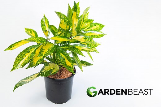 Aucuba Japonica Guide: How to Grow & Care for “Gold Dust” Plants