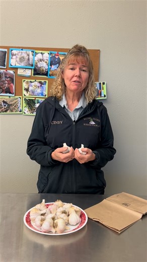 Did you know you could store garlic in the crisper drawer of your refrigerator? Storing garlic in the crisper drawer is a great way to store your garlic longer after harvest! 🧄✨ #garlicgrowing #storinggarlic #keenegarlic | Keene Garlic