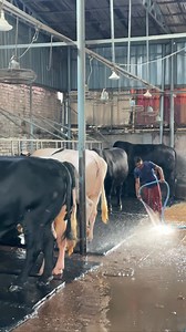 Morning Work at Cattle Farm #Biggest_Bull #Cow #Biggest_Cow #Biggest_Cow_in_the_world #Biggest_Brahman_Bull #1950kg_Bull #Heaviest_Bull_in_the_world #Heaviest_Cow_in_the_world #Chianina #Romagnola #Sapi_PO #Ongole_Gittalu #Asturiana_de_los_valles #Kankrej #Guzera #Vaca #Stier #Bullen #Grey_Brahman #Red_Brahman #Hereford #Braford #Sibi_Bhagnari #Marchigiana #Limousin #Boran #fypシ゚ | Biggest Cow in Bangladesh