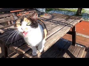 Calico cat meowing extremely loud to tell me something