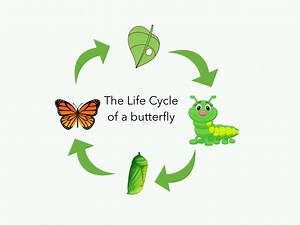 Life Cycle Of A Butterfly