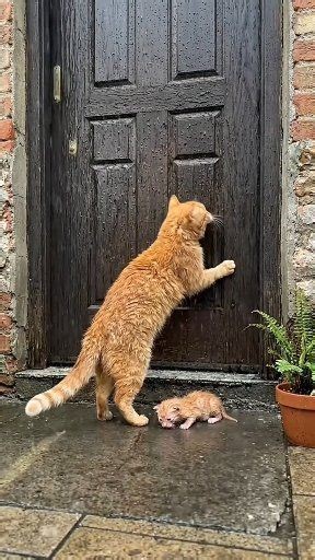 "Mama cat comforting her cold newborn kitten - emotional moments" | Happy Animals