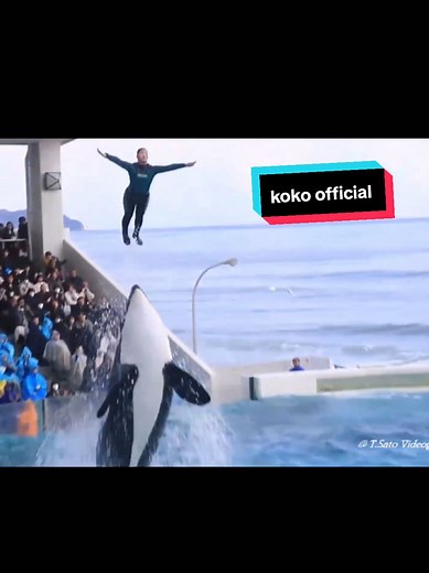 Dolphin Behavior: Understanding Orcas and Humans