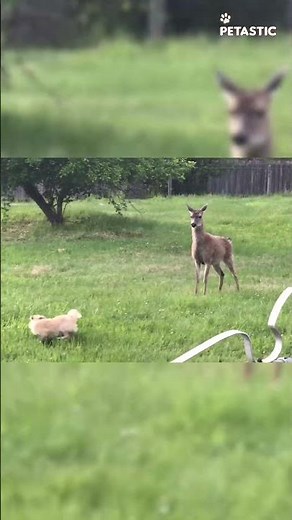 Dog's Wild Chase After Deer | Hilarious Animal Encounter!