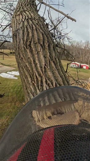 Topping a cottonwood💯 #dungrovetreeservice #certifiedarborist #southeastmichigan