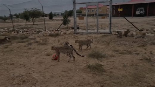 Cheetah Conservation Fund UK on Instagram: "Big steps for small paws. 🐾 This week, two cheetah cub groups were successfully introduced at CRCC in Somaliland. With 28 cubs in our clinic area, early grouping is important to ensure their well being and future development. Rescued at just one week old, the Muppets are now nearly seven months old and they have been integrated with the Saaxil group. Thanks to our dedicated keepers, the first part of the introduction has been successful 🐆. #cheetahsi