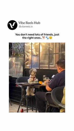 Vibe Reels Hub™ on Instagram: "The video features an endearing scene at an outdoor cafe with large windows in the background, where a man in a dark shirt enjoys a meal and drinks with his small, fluffy dog companion. The dog, wearing a red harness, sits upright on a chair across from the man at a small black table adorned with glasses of beer, orange juice, and plates of food. The footage captures the man gently feeding bites to the dog, who eagerly accepts them with a wagging tail and attentive