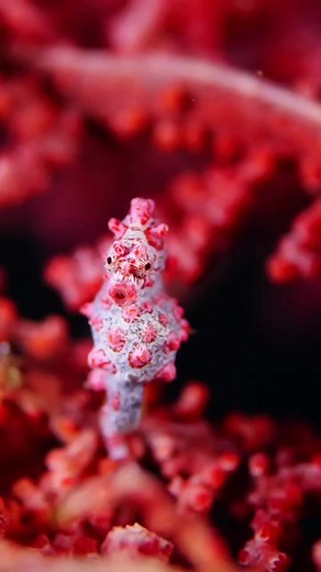 3.4K views · 38 reactions | On Wednesdays, we wear pink!  The pygmy seahorse, masters of camouflage, seamlessly blend into the vibrant hues of the sea fans they inhabit. At a diminutive 2.4cm tall, these tiny marvels exemplify nature's remarkable adaptability! Via: @jacobguy.media #AnimalPlanetIn #AnimalPlanetIndia #AnimalPlanet #Animals #AnimalLove #Seahorse #Ocean #SeaAnimals | Animal Planet India | Facebook