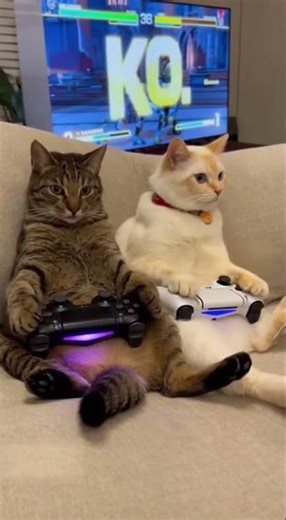Cats Take Gaming Way Too Seriously. Can't Handle Losing? Don't Play!