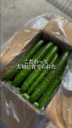 🥒きゅうりの一本漬け🥒