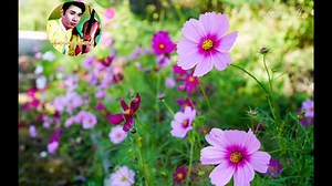 1.2M views · 29K reactions | စိုးမိုးမေတ္တာ ဇာတ်ဝင်တေး...