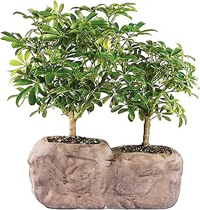 Brussel's Live Hawaiian Umbrella Indoor Bonsai Tree in Rock Pot (2 Pack) - 5 Years Old; 5" to 8" Tall