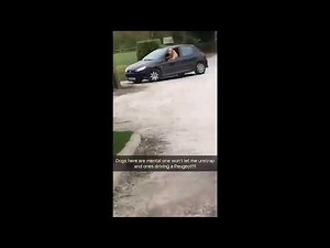 dog driving peugeot (dog driving car meme)