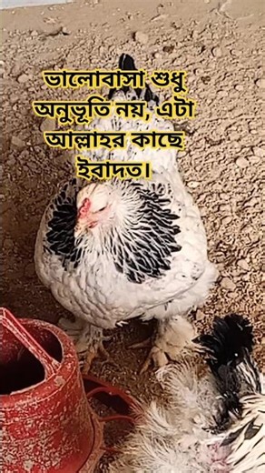 ইসলামিক বাণী #ইসলামিক কথা #bangla # shorts