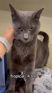 Voici 7 de nos petits chats qui sont avec nous depuis trop longtemps déjà 😢 Ils commencent tous à trouver le temps long au refuge. Venez les rencontrer, ils méritent de trouver leur famille ❤️ | SPCA Laurentides Labelle