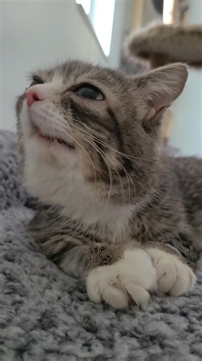 WINKY'S HOME! She did really well during her dental surgery. She had a wonderful team of veterinarians! They were planning to take out two teeth, but it ended up being more than that. She had a lot of infection, pus, and necrotic tissue, basically a bone infection, so they’re sending a sample to the lab to make sure she gets on the right antibiotics. For now, she’s on one, and they may adjust it once results come back. She’s a little out of it, but we’re snuggling in the bedroom and I’m just so 