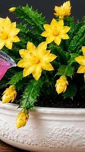🌸It's Magical. Just 1 Glass Makes Any Plant Bloom Like Crazy!