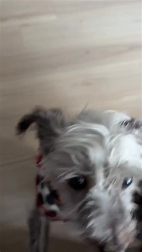 LORETTA UPDATE!! Loretta had her procedure done at VDS in Chadds Ford, PA where she had all remaining teeth extracted some required debridement, sutures and a flap to close. Bone graft to reinforce the weakened jaw bone. Before and after X-rays. Only soft food and treats for her indefinitely. The bone graft will take 6 months to fully heal. The cost of Loretta’s procedure came to $5366.20, so $854.39 less than the maximum on the estimate and she doesn’t need another dental, so will just need to 