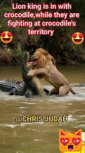 Lion king is in trouble with crocodile 🐊 while they are fighting in crocodile's territory | Chris Munemo