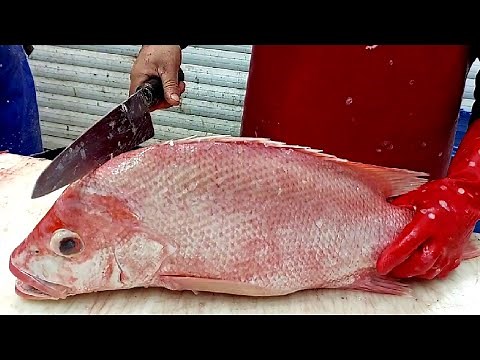 How to Fillet, Skin, and Bone an Red Snapper