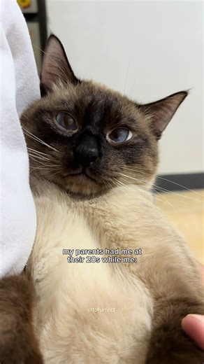 Siamese Cat Adventures: Whiny and Adorable Moments