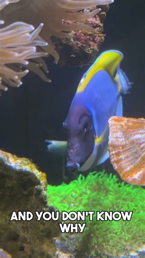 This powder blue tang is in trouble