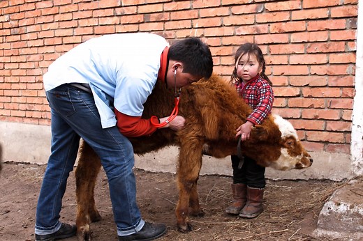 Standards - WOAH - World Organisation for Animal Health