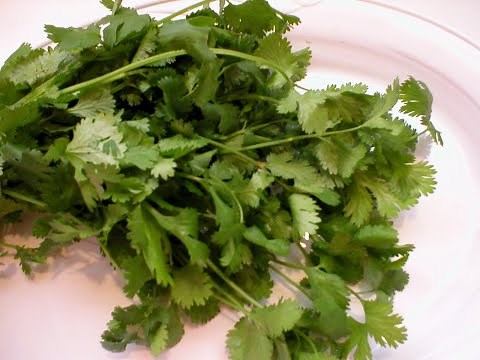 How to Grow Hydroponic Cilantro--Non-circulating (Start to Harvest)