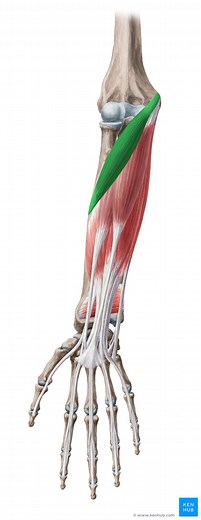 Musculus pronator teres