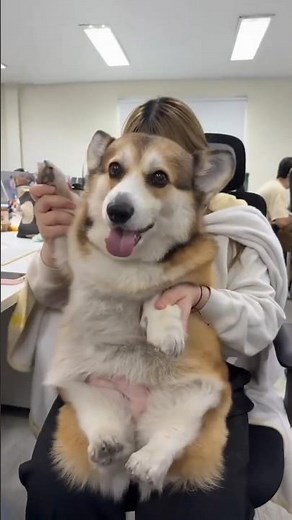 Cutest Dogs Moments That Will Melt Your Heart 🐶❤️