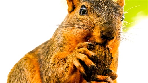 What do the persimmon, walnuts and woolly worms predict for the 2025 winter weather?