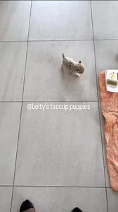 Meet the tiniest teacup poodle puppy for Rehoming. | belty's Teacup Puppies