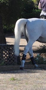 How to Keep Your Horse's Tail White
