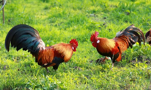 8 Things Roosters Like to Eat Most (Diet, Care & Feeding Tips)