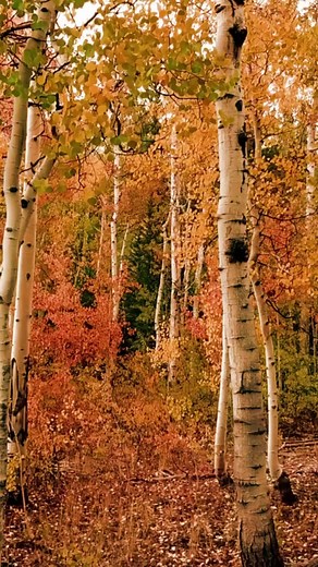 ALGEBRA BLESSETT City Winery ATL November 24 & 25 Black Friday & Sat 7:30PM | Algebra B.