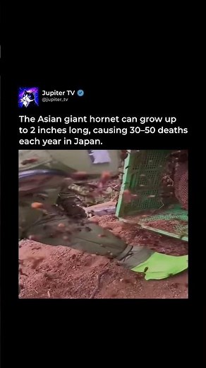 Biggest Hornet on Earth 🐝