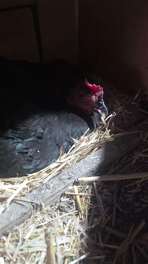 Brooding chicken coop 🐣🐣