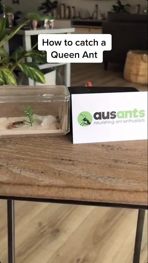Ants Manitoba (@antsmanitoba) - Guide to Catching Queen Ants