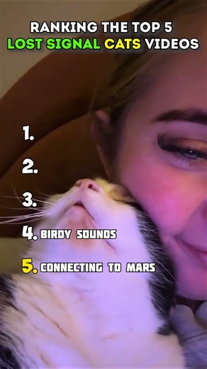 Ranking The Top 5 Cats get Lost Signal Videos #shortvideo #shorts #cat