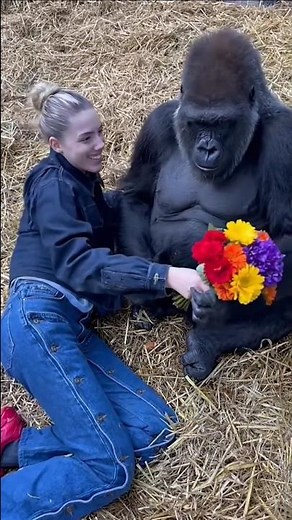 Woman Spends a Day with Silverback Gorillas 🦍 | Heartwarming Sanctuary Moments