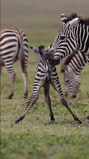 "Witness the Miracle of Life – A Zebra’s Incredible Birth Journey in 4K!" 🦓✨