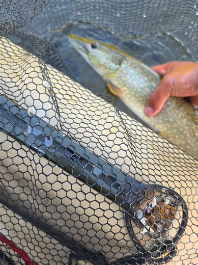 they said no pike #lakesuperior #summer #fishing #pike | 100 gar fishing net