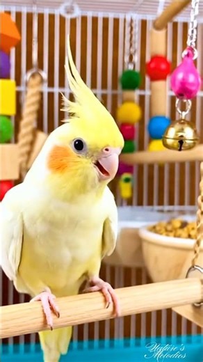 Funny Cockatiel Playing & Singing | Ultimate Playful Parrot Sounds 4K
