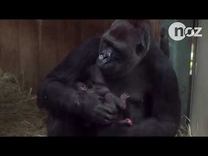 Seltener Nachwuchs: Gorilla-Mama begrüßt Neugeborenes mit einem Kuss