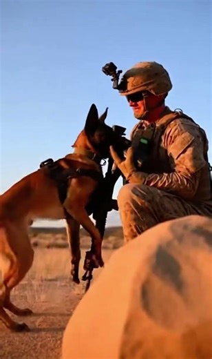 Elite K9 Dog helps a soldier #k9training #k9unit #k9 #malinois #viral