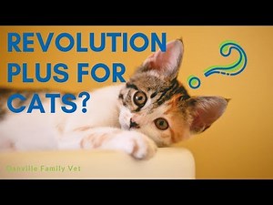 IS Revolution Plus Beneficial for Cats?