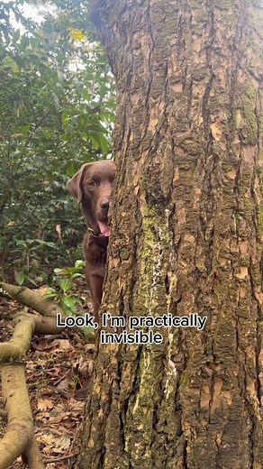55K views · 8.1K reactions | Play hide and seek with Hector  #labrador #dog #dogsofinstagram #dogs #garden #labradorpuppy #present #adventure #gardenlove #viral #viralvideos #fyp #dogreel #dogreels #dogoftheday #dogsofinstagram #funnydog #funny #bear #brown #brownbear #hide #hiding #woods #wood #woodland #trees | Hector the choco labo | Facebook