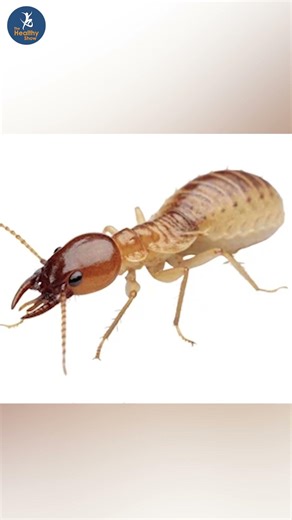 वाळवीचा मानवी आरोग्यावर धोका असतो का? | Termite Health Risk | Marathi Information