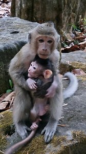 Sister Adele was catch her little baby Addison to care | Aim Koeurn