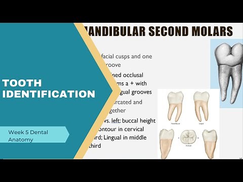 Tooth Identification